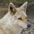 songdog